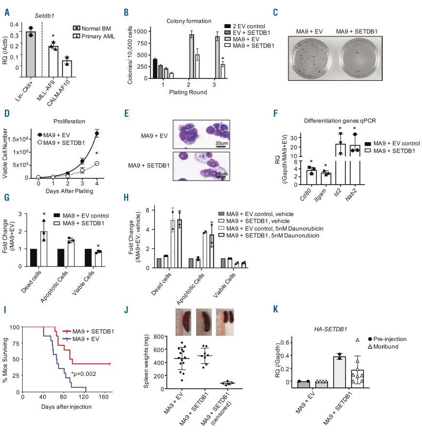 Overexpression of SETDB1 delays acute myeloid leukemia growth.