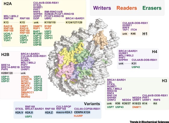 Regulators of histone ubiquitination.