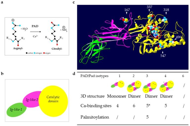 Reaction of deimination and structure of PADs.