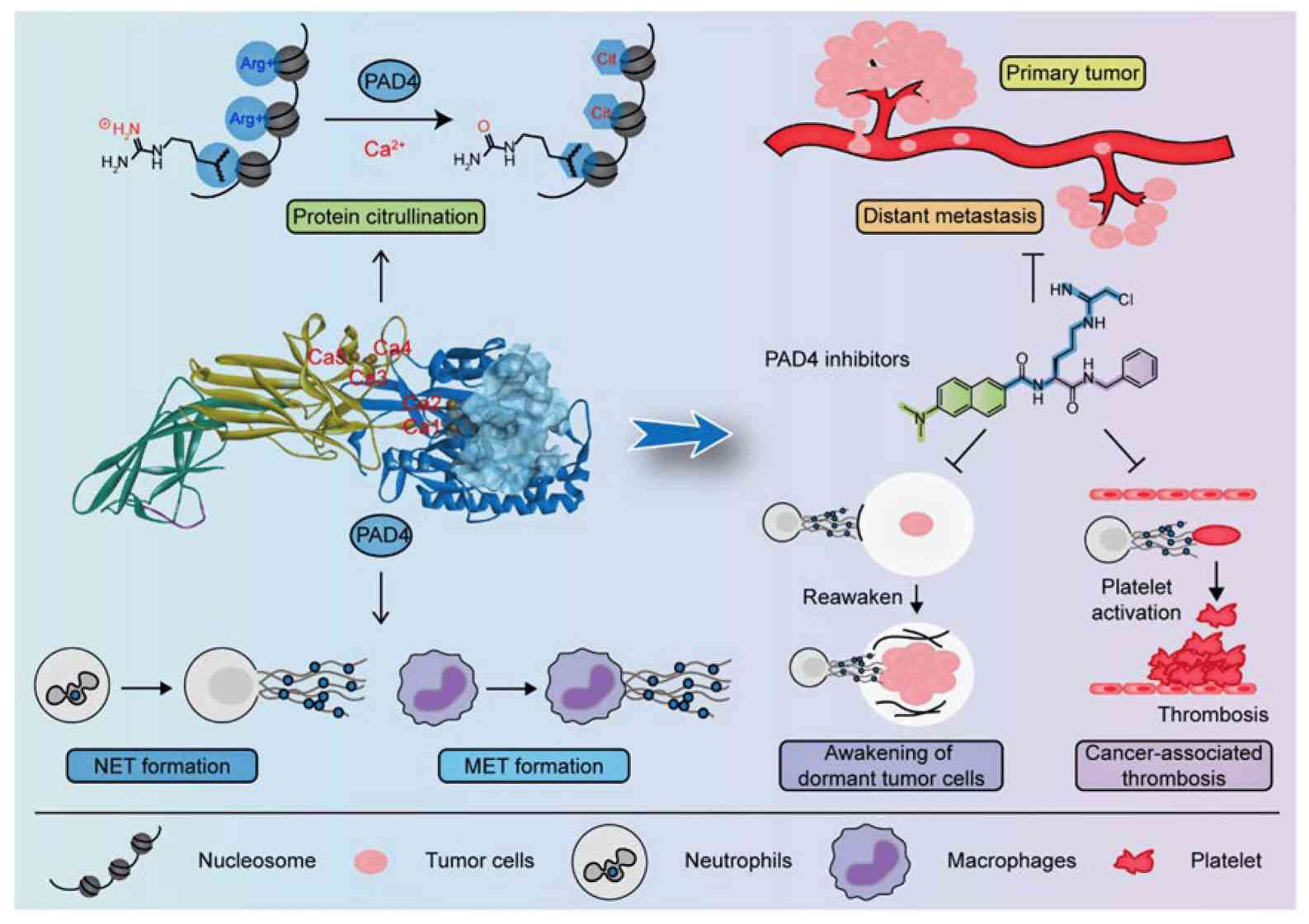 PAD4 and its inhibitors in cancer progression and prognosis.