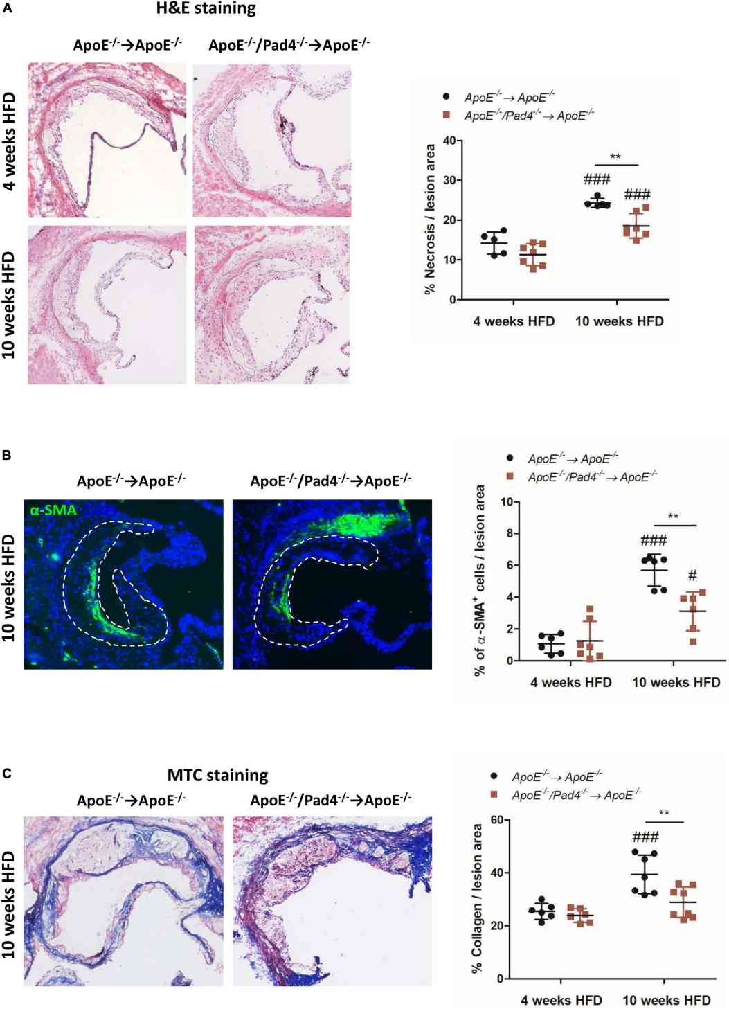 PAD4 deficiency in bone marrow cells results in increased stability of atherosclerotic lesions.