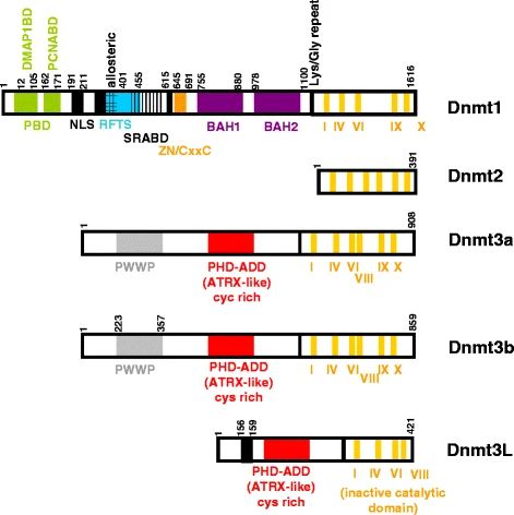 Representative structure of DNMTs.