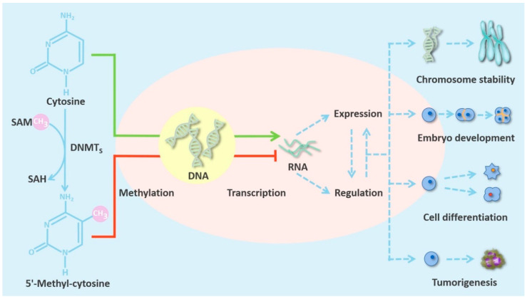 The characteristics of DNMTs in mammalian cells.