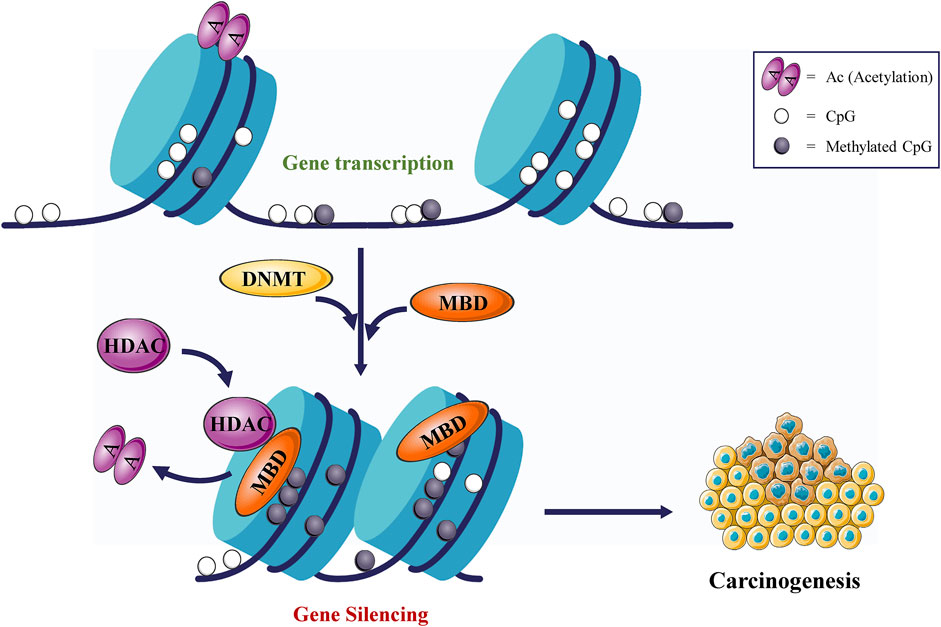 DNMTs cause gene silencing and promote tumorigenesis.