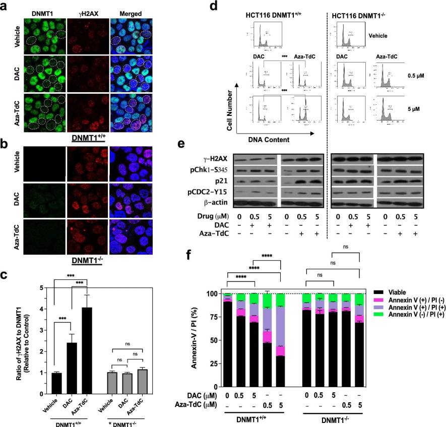 Effects of DNMTi on DNMT1 and DNA damage, cell-cycle, and apoptosis in HCT116 cells.