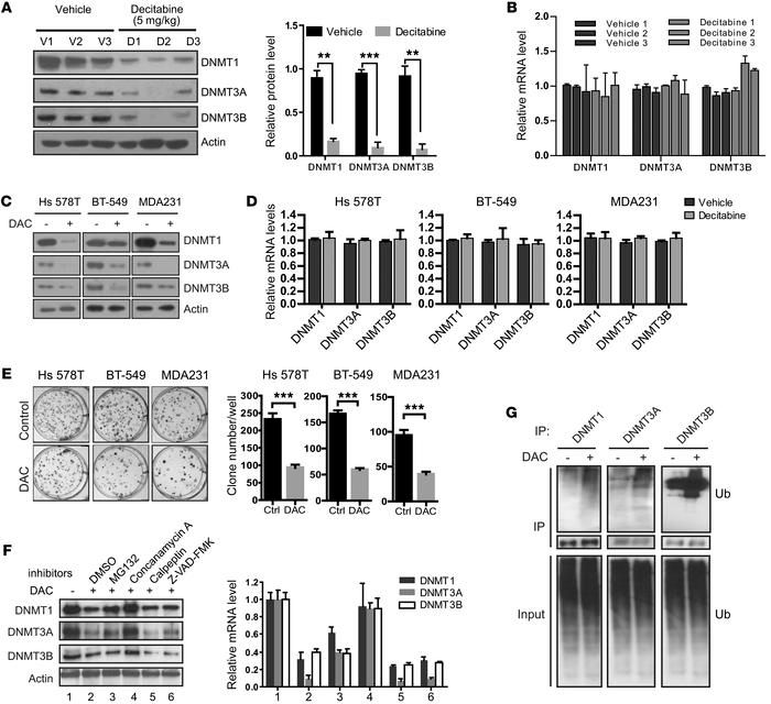 Decitabine treatment induced lysosome-dependent degradation of DNMTs.