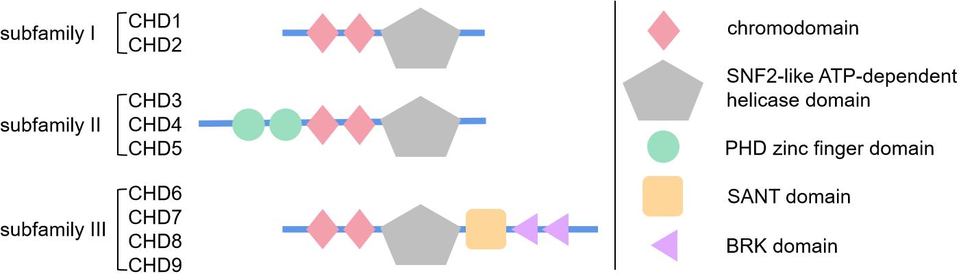 Schematic diagram showing the structure and specific domains of three subfamilies of chromodomain helicase DNA-binding (CHD) proteins.