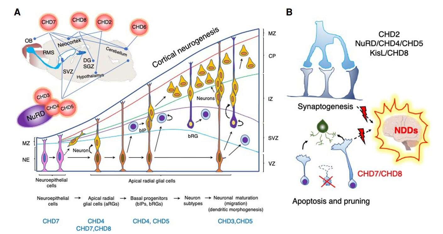 CHDs regulate different aspects of neurodevelopment.