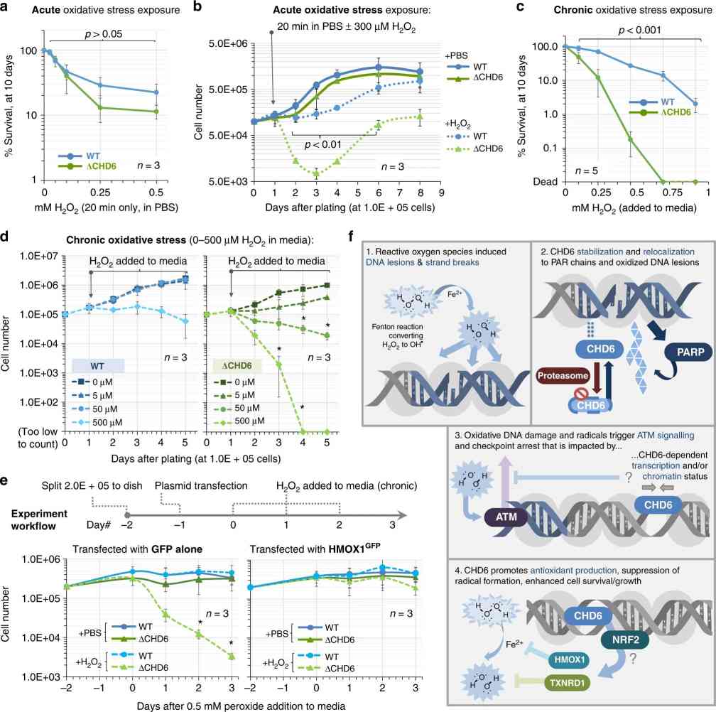 CHD6 loss causes failure to thrive after oxidative stress and perturbed oxidative base excision repair initiation.