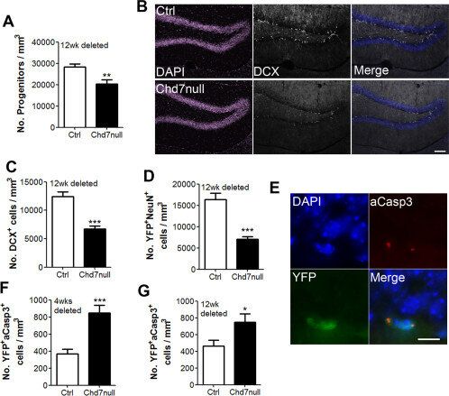 Loss of Chd7 results in a decrease in neurogenesis and apoptosis of newly generated cells.