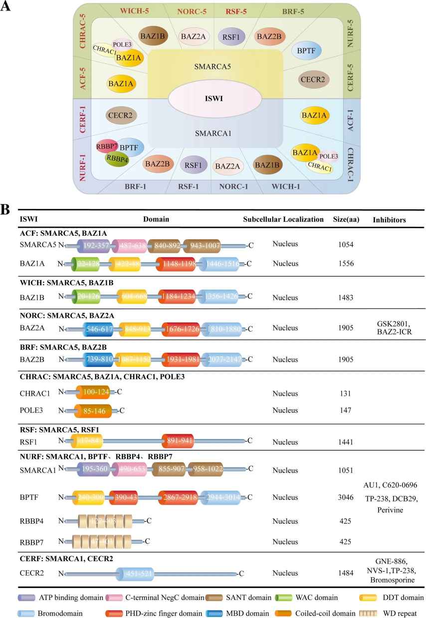 Classification of ISWI family. Molecular components, functional domains, subcellular localization, and targeting inhibitors for the ISWI family.