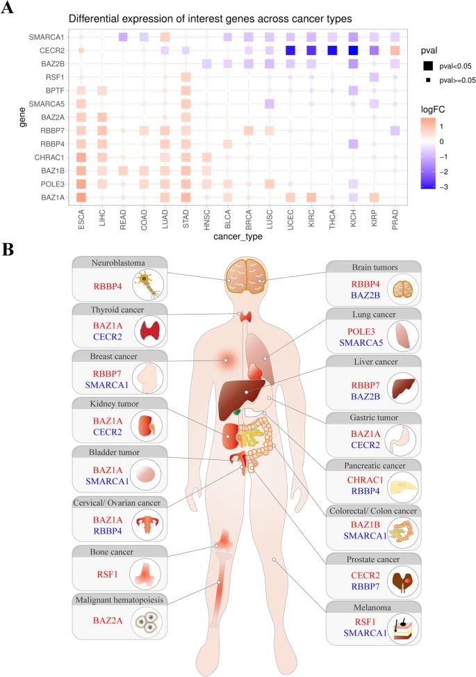 Gene expression analysis of ISWI family members in human cancers.