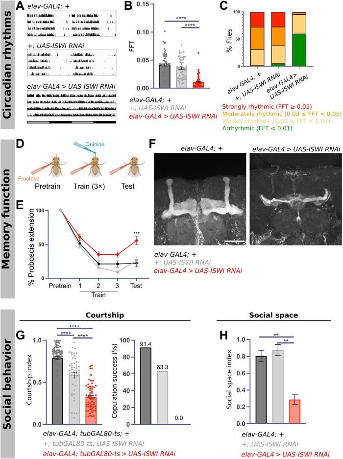 ISWI knockdown results in circadian arrhythmicity, memory deficits, and social dysfunction.