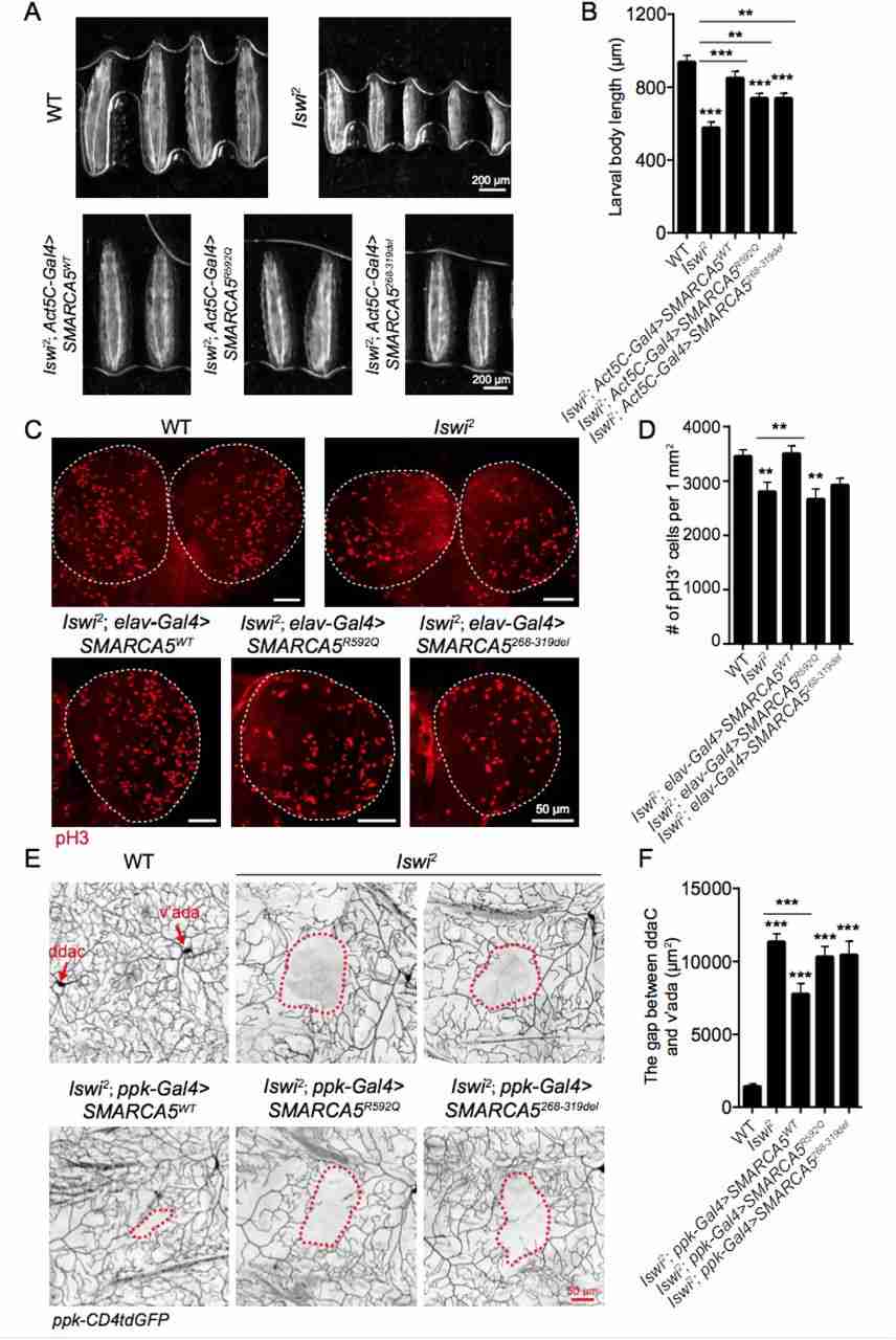 Iswi loss of function leads to developmental defects in Drosophila larvae.