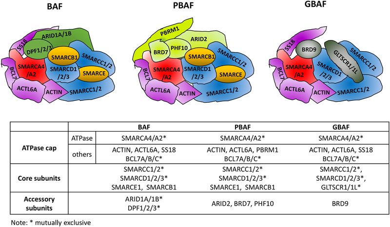 Scheme of three classes of SWI/SNF complex.