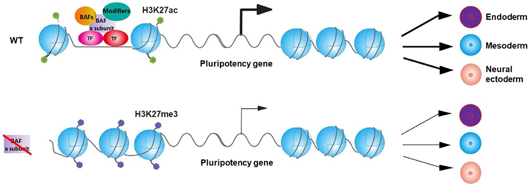 Model for the regulation of the balance between pluripotency and differentiation of embryonic stem cells (ESCs) by BAF complexes via the control of pluripotency gene expression.