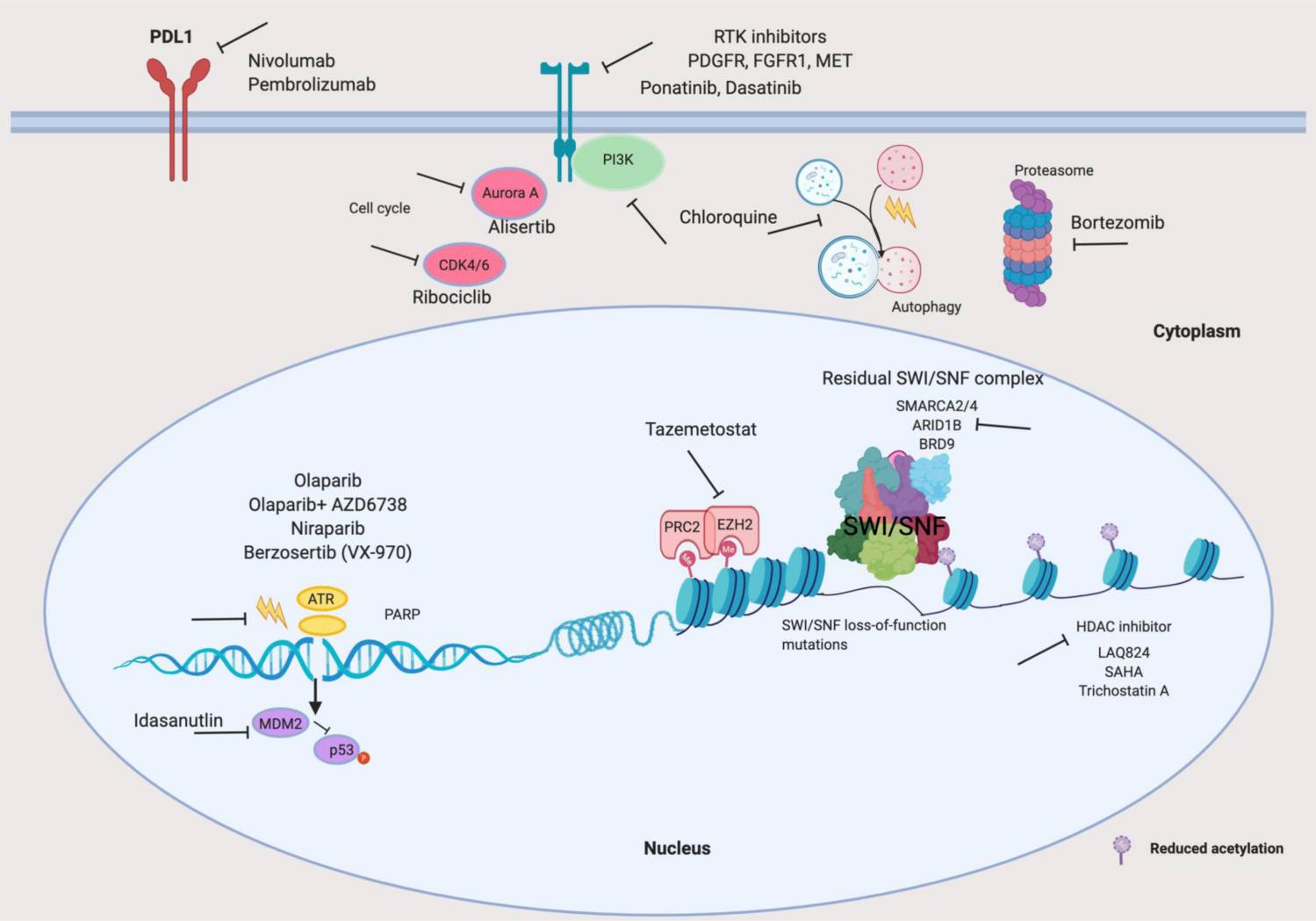 Translational science of cancers with SWI/SNF complex aberrations.