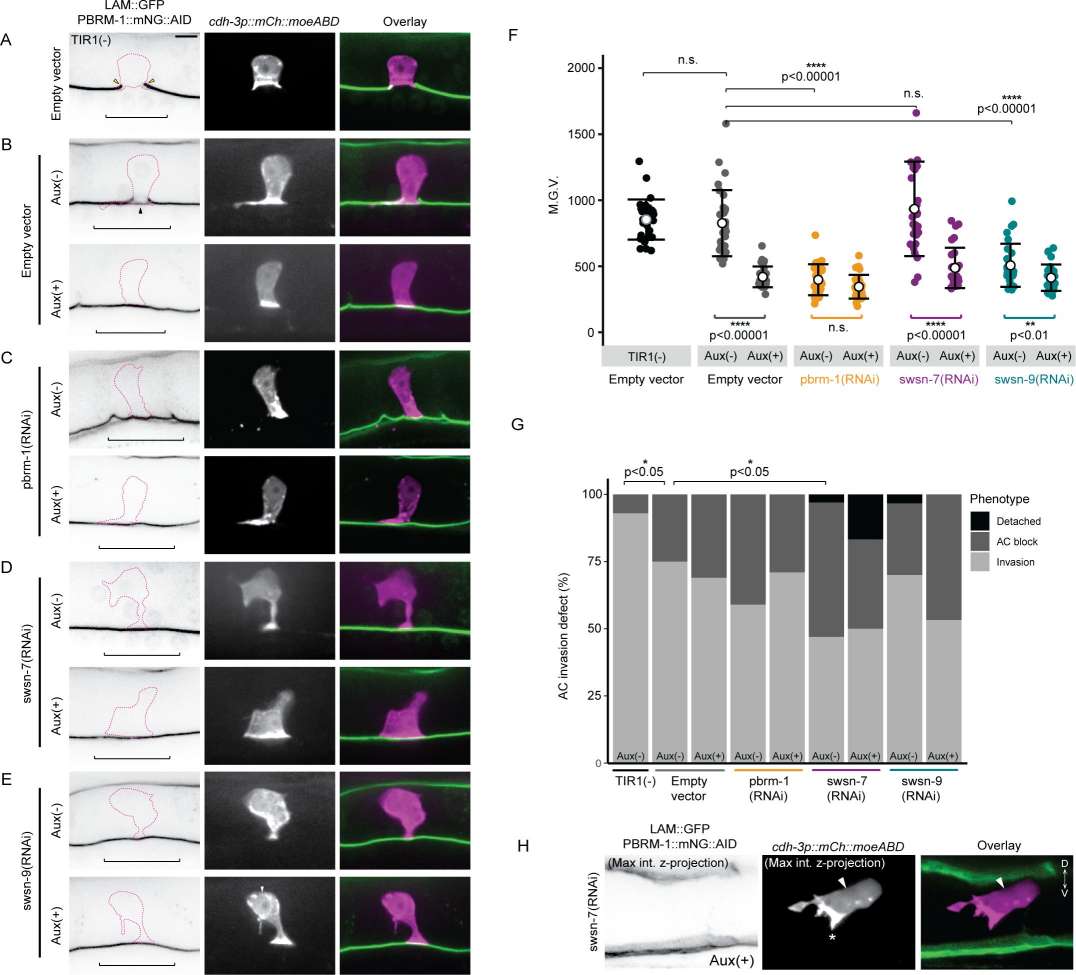 PBAF promotes anchor cell (AC) contact to the basement membrane (BM).