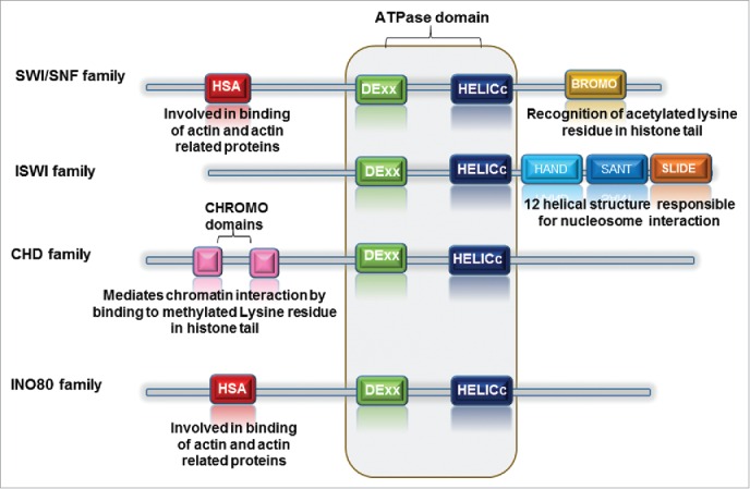 Diagrammatic representation of chromatin remodeler family highlighting the conserved domain with each family member.