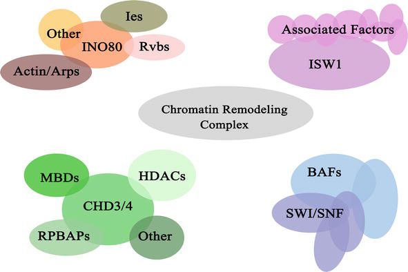 Composition of the chromatin remodeler complexes.