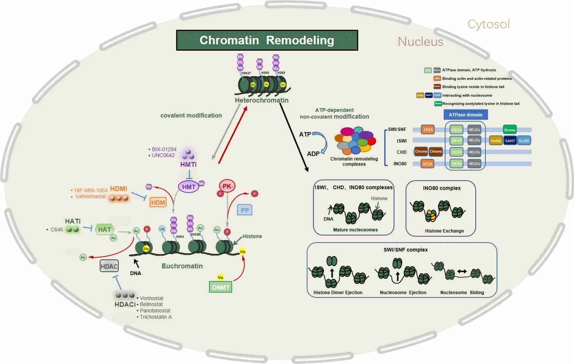 Summary of regulatory mechanisms of chromatin remodeling.