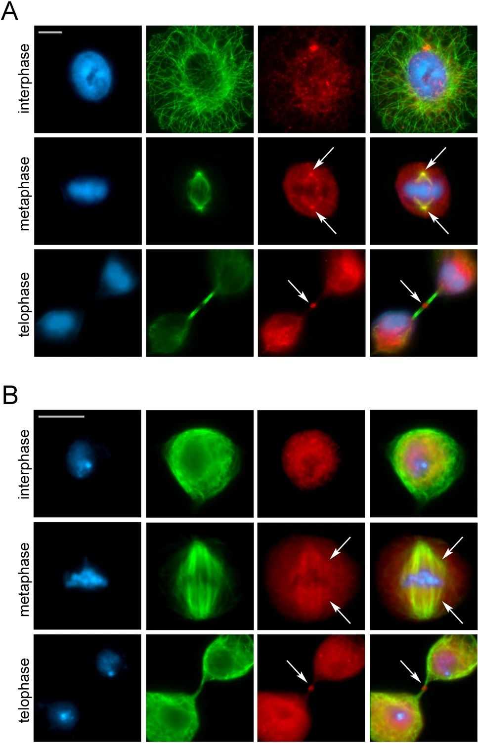 Evolutionarily conserved relocation of chromatin remodelers to the cell division apparatus.