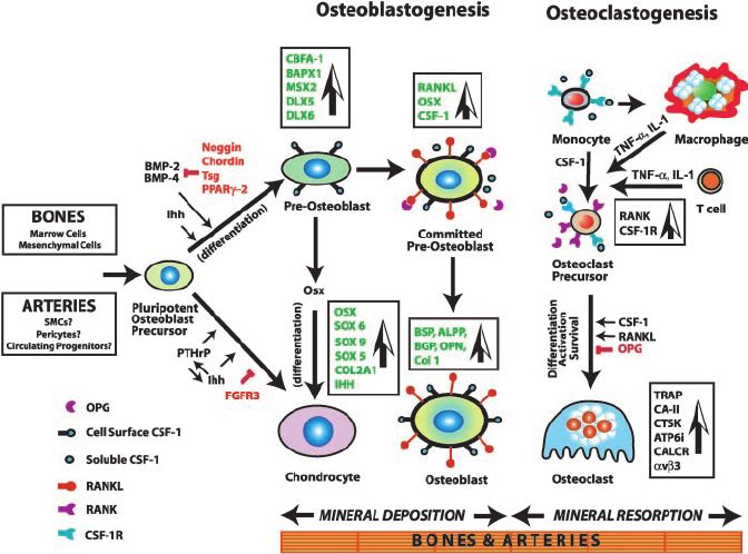 Mechanism of osteogenesis, showing the major genes, growth factors, and signaling pathways culminating in fully mature chondrocytes, osteoblasts, and osteoclasts.