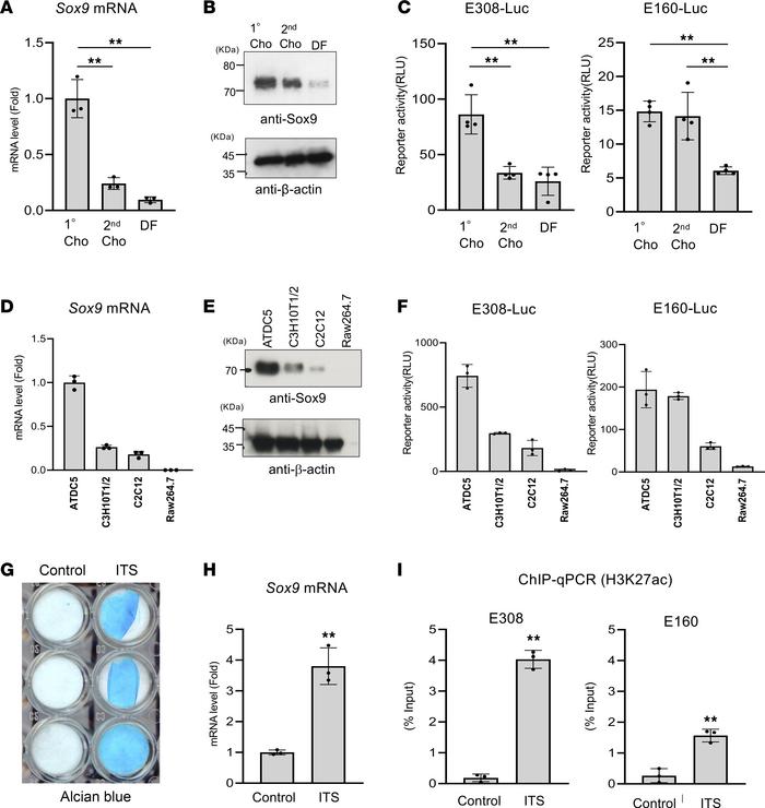 mRNA expression for BMP2, OPG, RANKL, and RUNX2 analyzed by RT-qPCR.