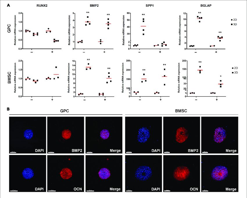 Expression of osteogenesis markers in xeno-free 3D spheroids.