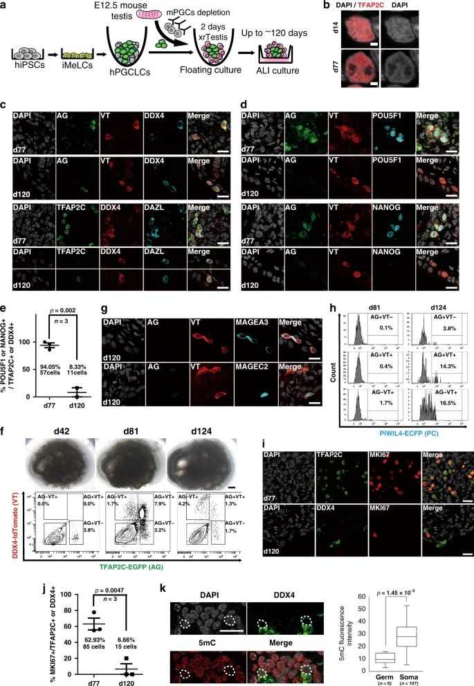 Establishment of xenogeneic reconstituted testis (xrTestis) and generation of human T1LCs.