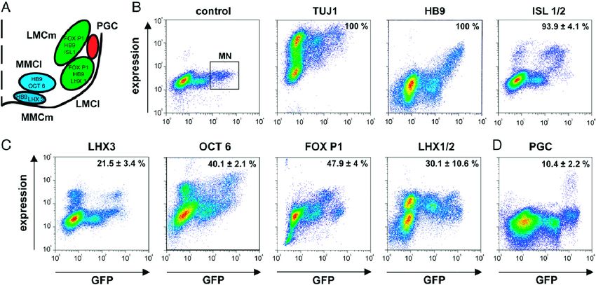 Quantitation of motor neuron subsets by double-color flow cytometry.