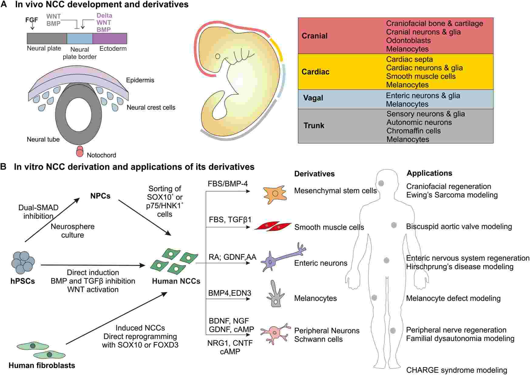 Overview of in vivo NCC development and derivatives and in vitro derivation of human NCCs and major applications.