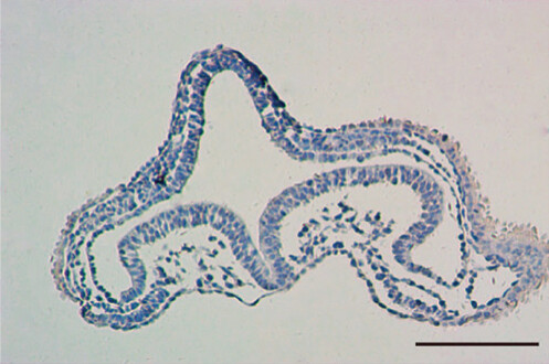 The migratory pathway and pattern of NCSCs were observed with Sox10 as a marker.