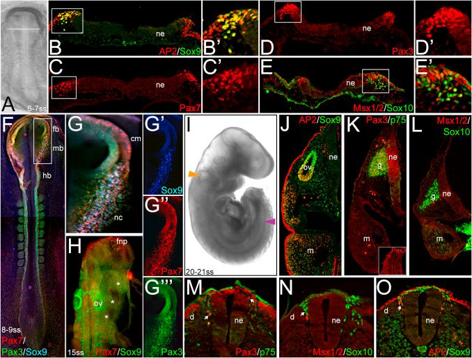 Markers of pre-migratory and migratory rabbit neural crest cells.