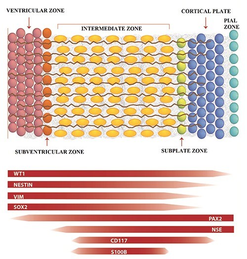 Trend of different expression of markers in different regions of the developing cerebral cortex.