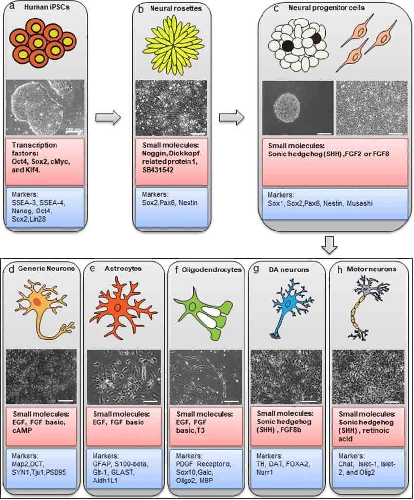 Sequence of cell types of neuronal lineage during NPC generation and neural/glial differentiation with respective differentiation pathways and lineage-specific markers.