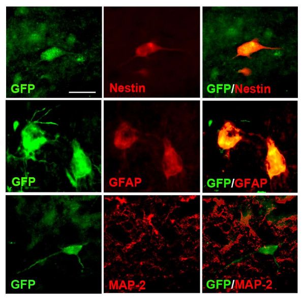 Expression of markers in injected NPC.