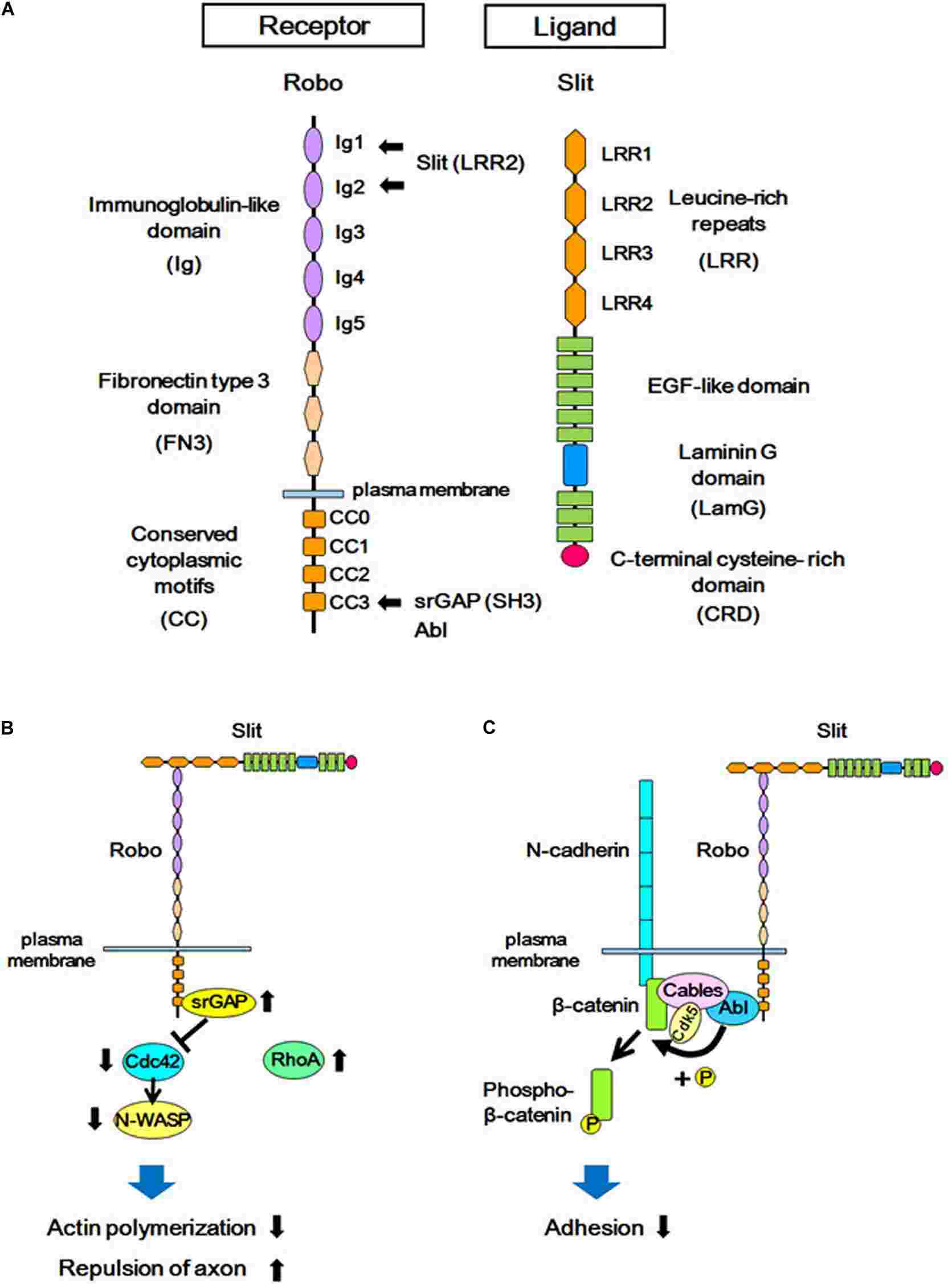 Structures of Slit/Robo, and the Slit-Robo signaling pathway.