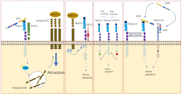 Roles of Slit/Robo in neurocyte navigation.