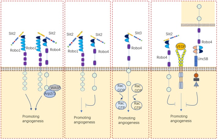 Roles of Slit/Robo in angiogenesis.