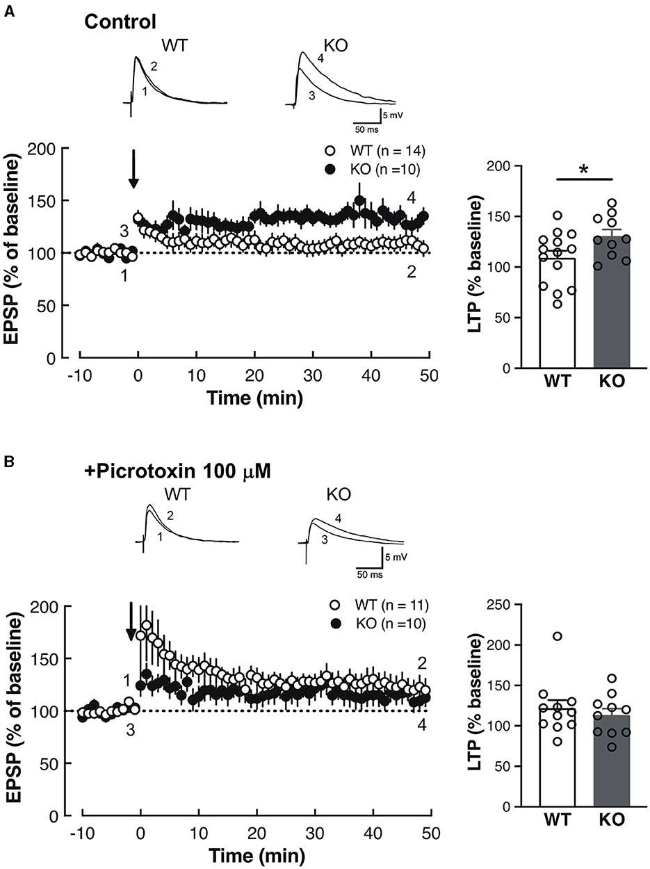 Enhanced synaptic plasticity in the LA of Slitrk4 KO mice.