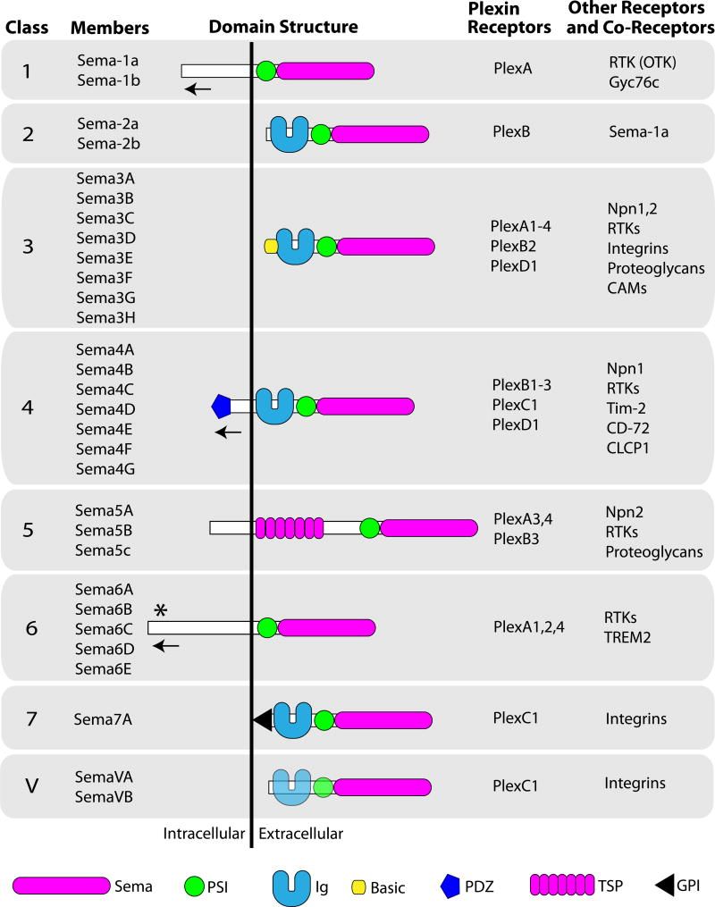 The semaphorin protein family and their receptors.