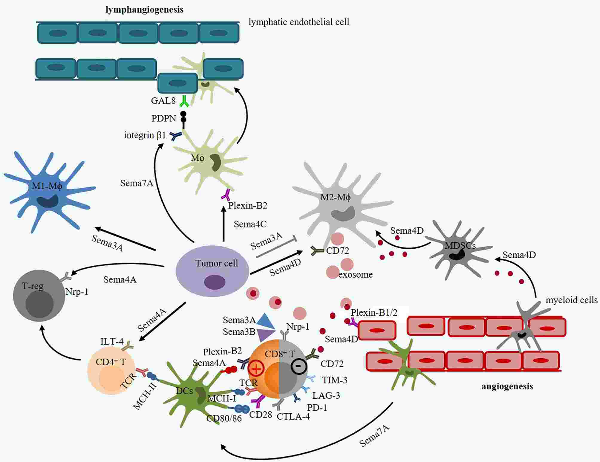 The intricate roles of immune semaphorins and their receptors in tumor microenvironment.