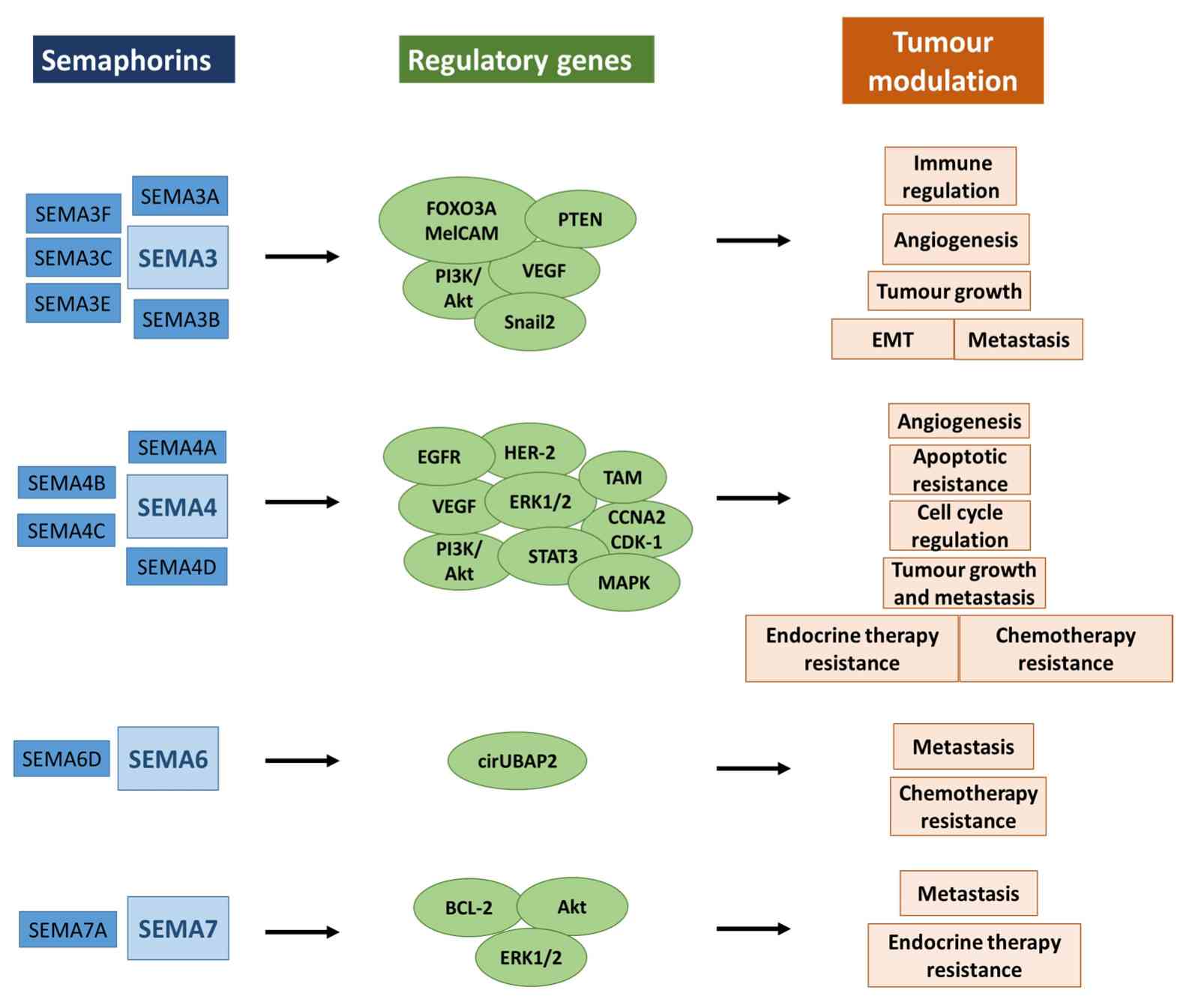 Semaphorins in cancer.