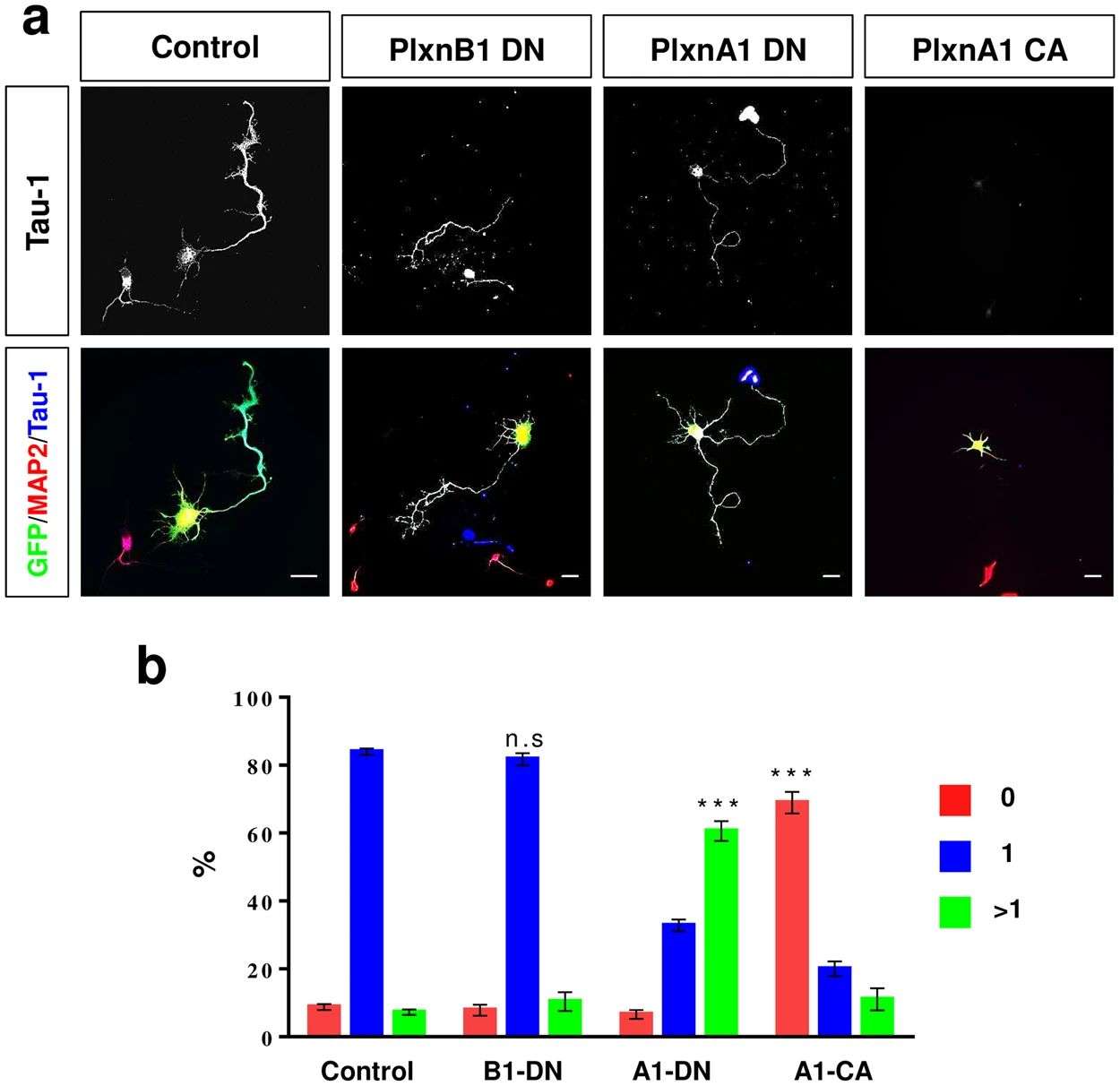 A-type plexins suppress the formation of axons.