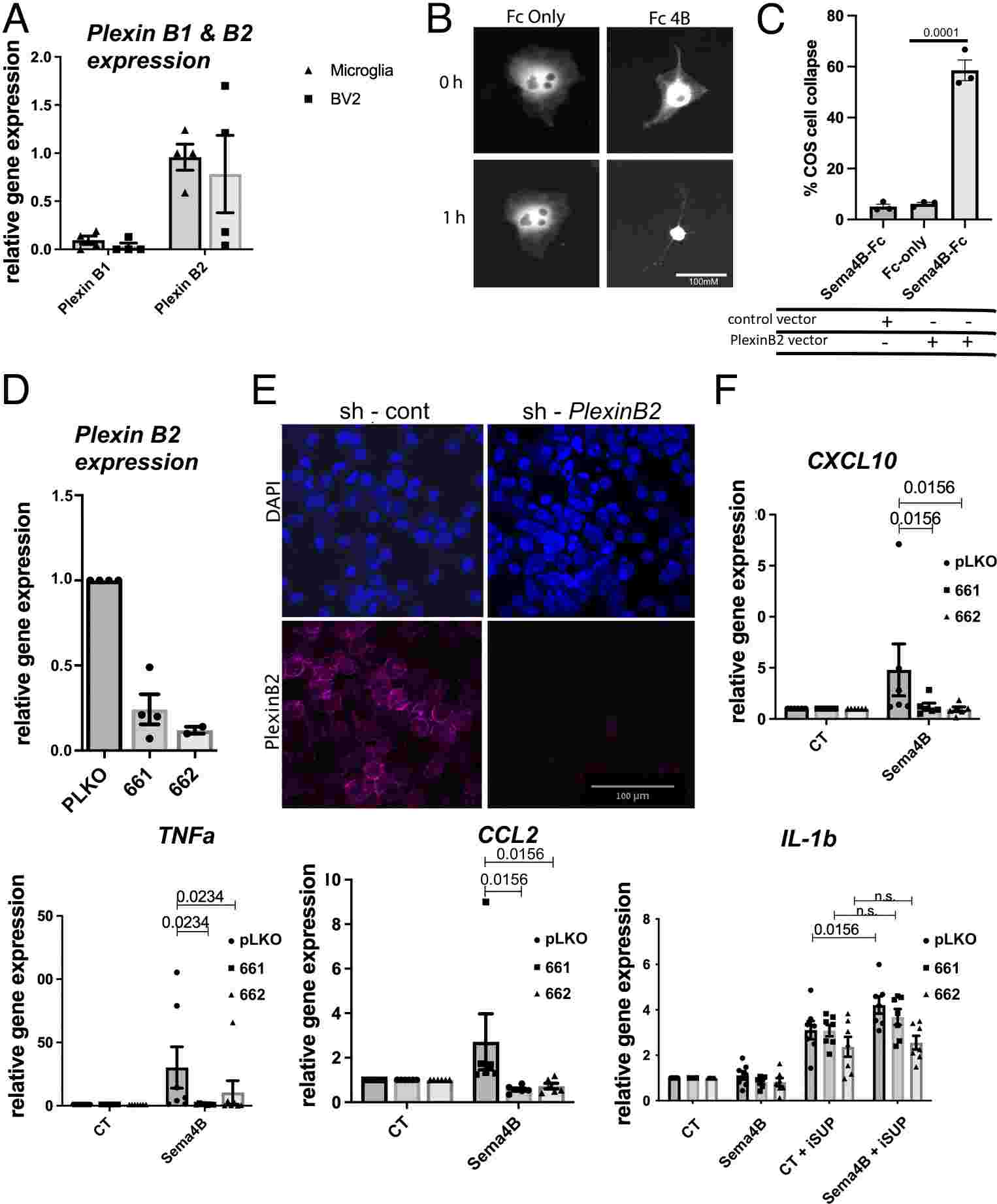 Plexin-B2 is the likely receptor for Sema4B in microglia.