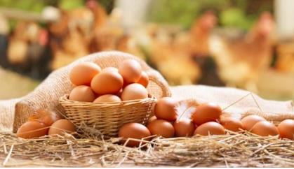 IVD of Chicken Egg Allergy