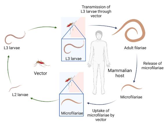 Filarial life-cycle