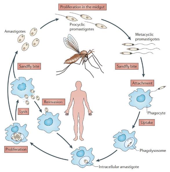 IVD of Leishmania