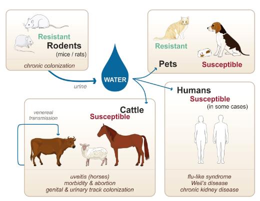 Zoonotic cycle of leptospirosis, susceptibility of various accidental hosts, and transmission modes